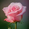 adeba365