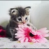 cutemindrelaxingpets