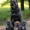 All4PETS