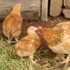 kkpoultryfarm