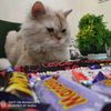 saraabdelwahab82827