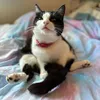 starthetuxedocat2