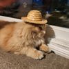 sockcat0909