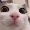 randoccutephomaique