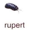 rolypolyrupert