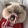 nallka_popkornovna