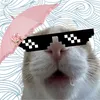 bucutaalex