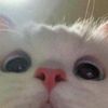 momogi4lif3