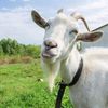 mggoat7