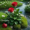 reyhan.nur68