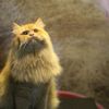 raw.cats