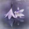 selina_2822