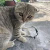 simbacute26
