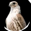 d_mohmad_alshmri