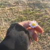hanan.hanan6723