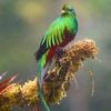 0_quetzal_0