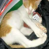meowmafanngdb