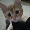 mel_4380
