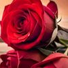 liaquat.ali819