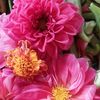 rajive.nilraj.boo