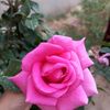 _ha_nona_97