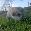 zviratomilka.m