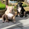 k9bullies