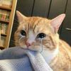 meooowmeeooooowo
