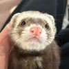 lola.suki