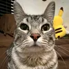 cat_slayer0
