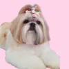 Shih Tzu Bella 🐶 👑 🌸 🩷
