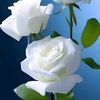 user78440420375775