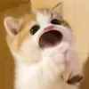 tu.lai59