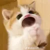 _rulm8811_