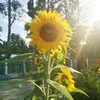 nho_trongduong