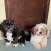 Bella & Bailey 🐾