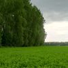 kittwxuq_irishka