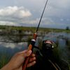 biawak.kalteng