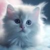 aisycute33