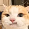nho_645