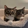 purrrsonalfinance