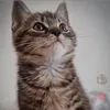 tabby.life