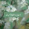 haafi799