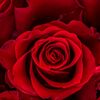 zahrat.alsham4
