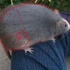 o_manodobruh