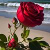 mir.murtaza26