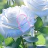 aung.min137