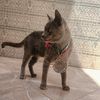 hamoud_hk22