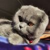 seba_jehad11