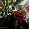 liberty.marata